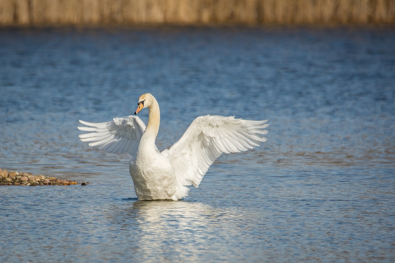 Image - swan lake wing beat water swans