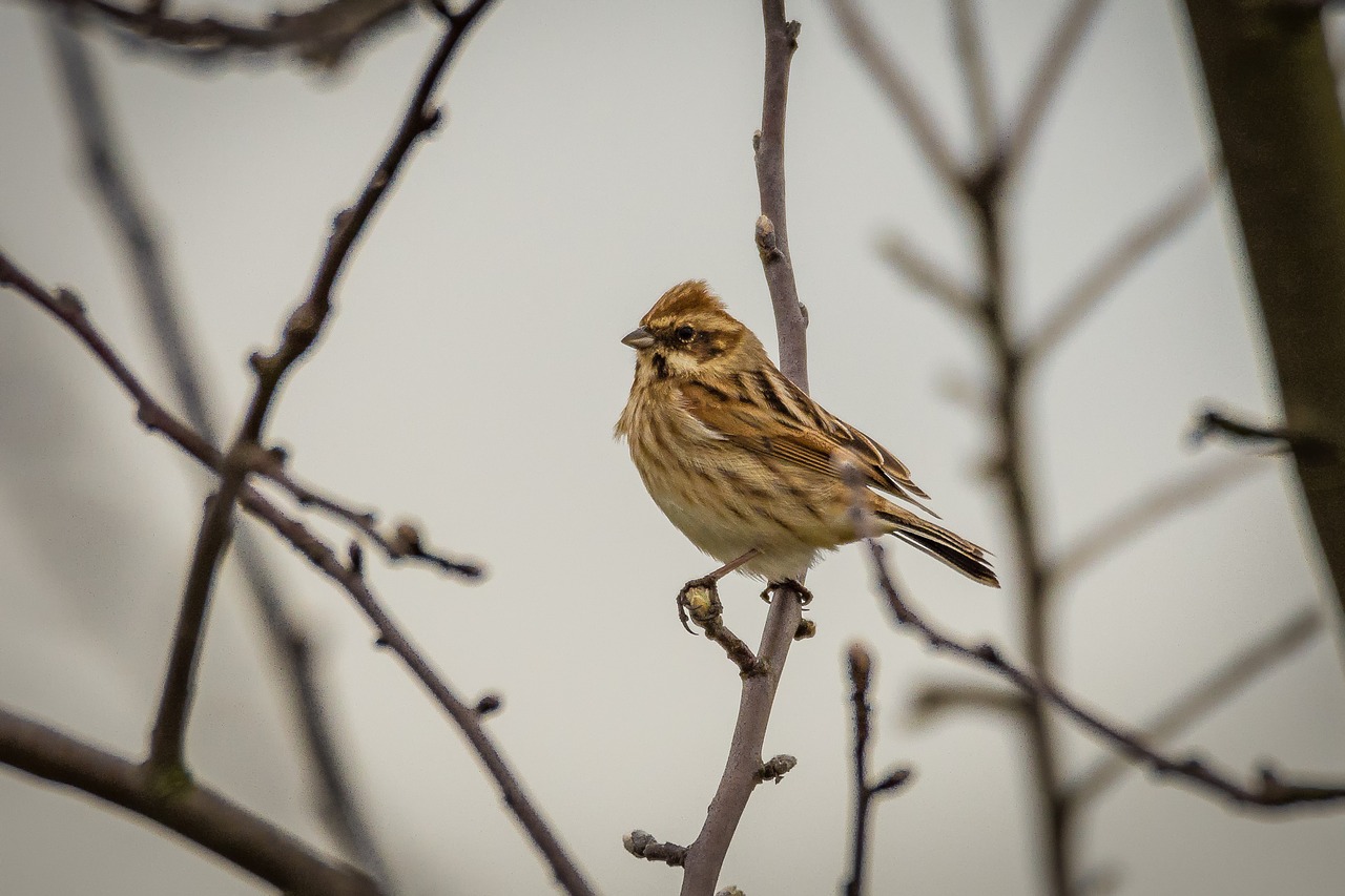 Image - dunnock songbird bird