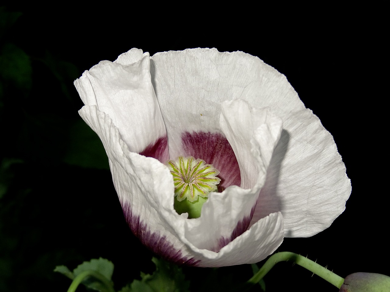 Image - flower white poppy summer natural