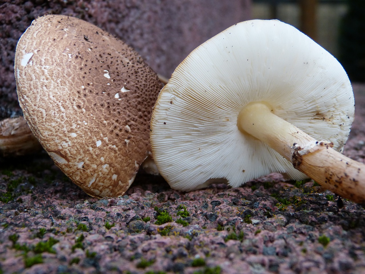 Image - mushrooms lamellar bottom brown