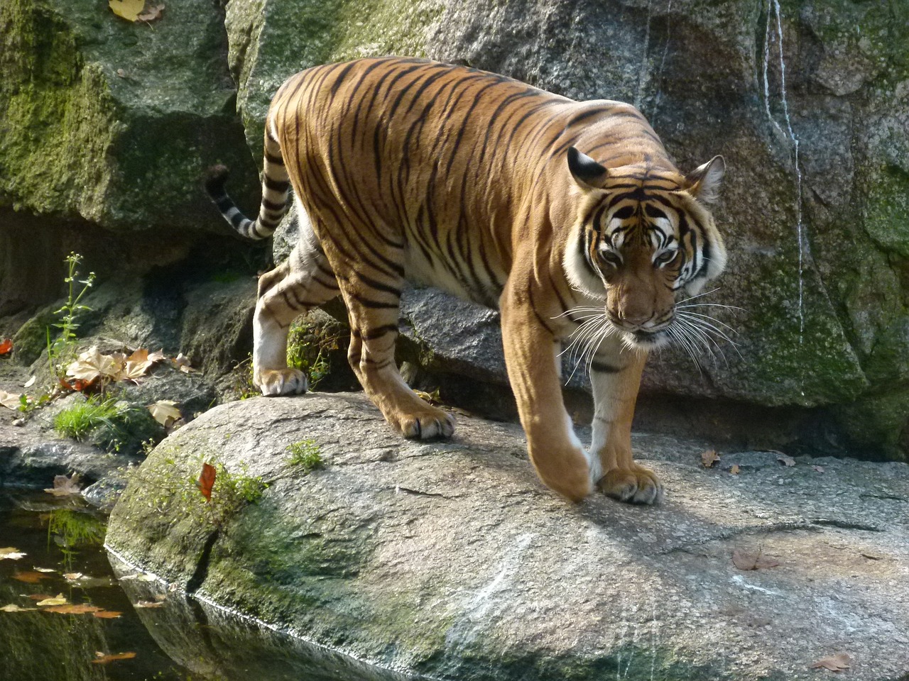 Image - berlin zoo germany tiger