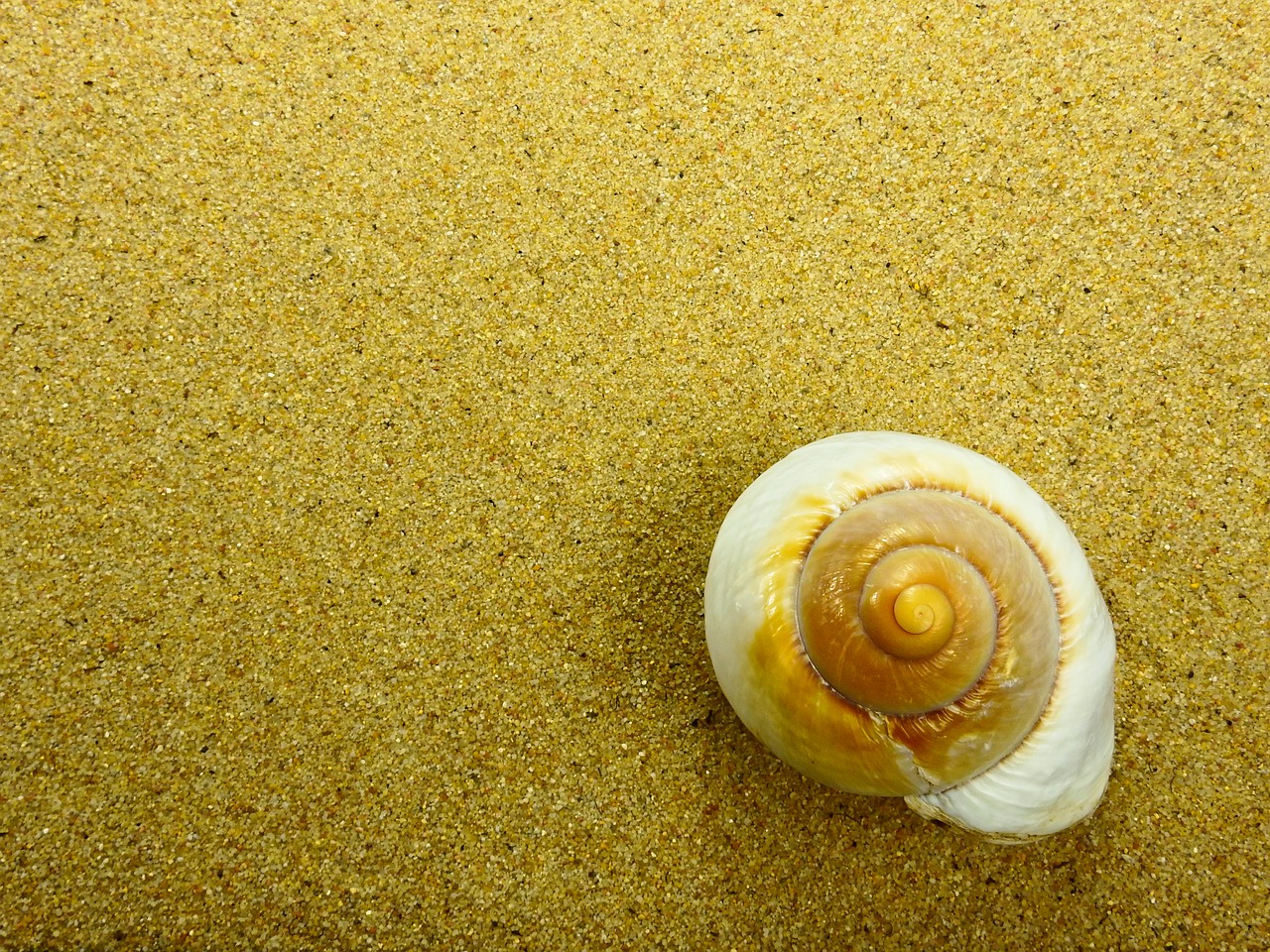 Image - sand beach shell nature summer