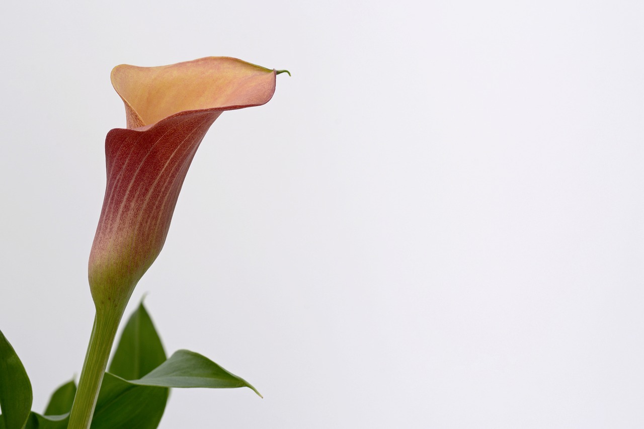 Image - calla blossom bloom flower plant