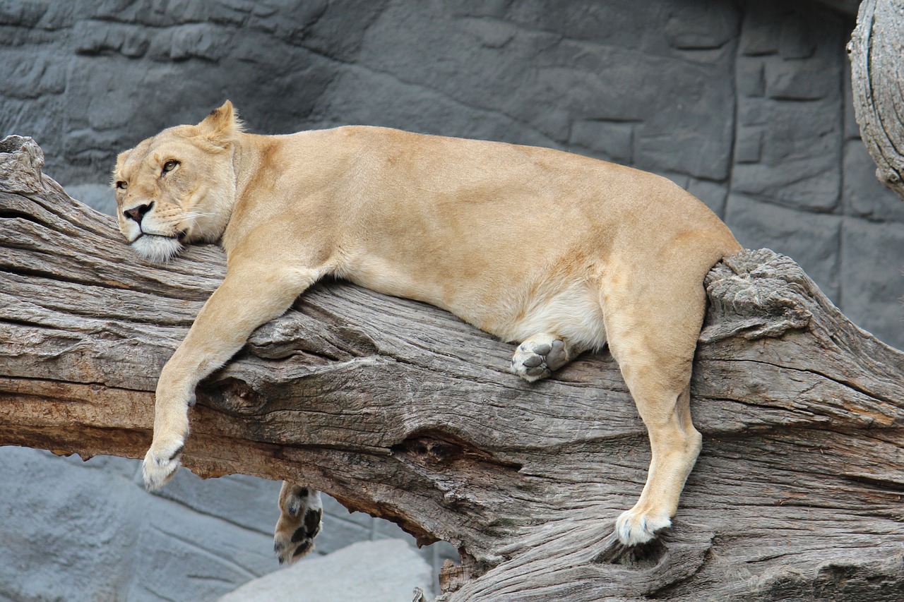 Image - zoo hamburg lioness