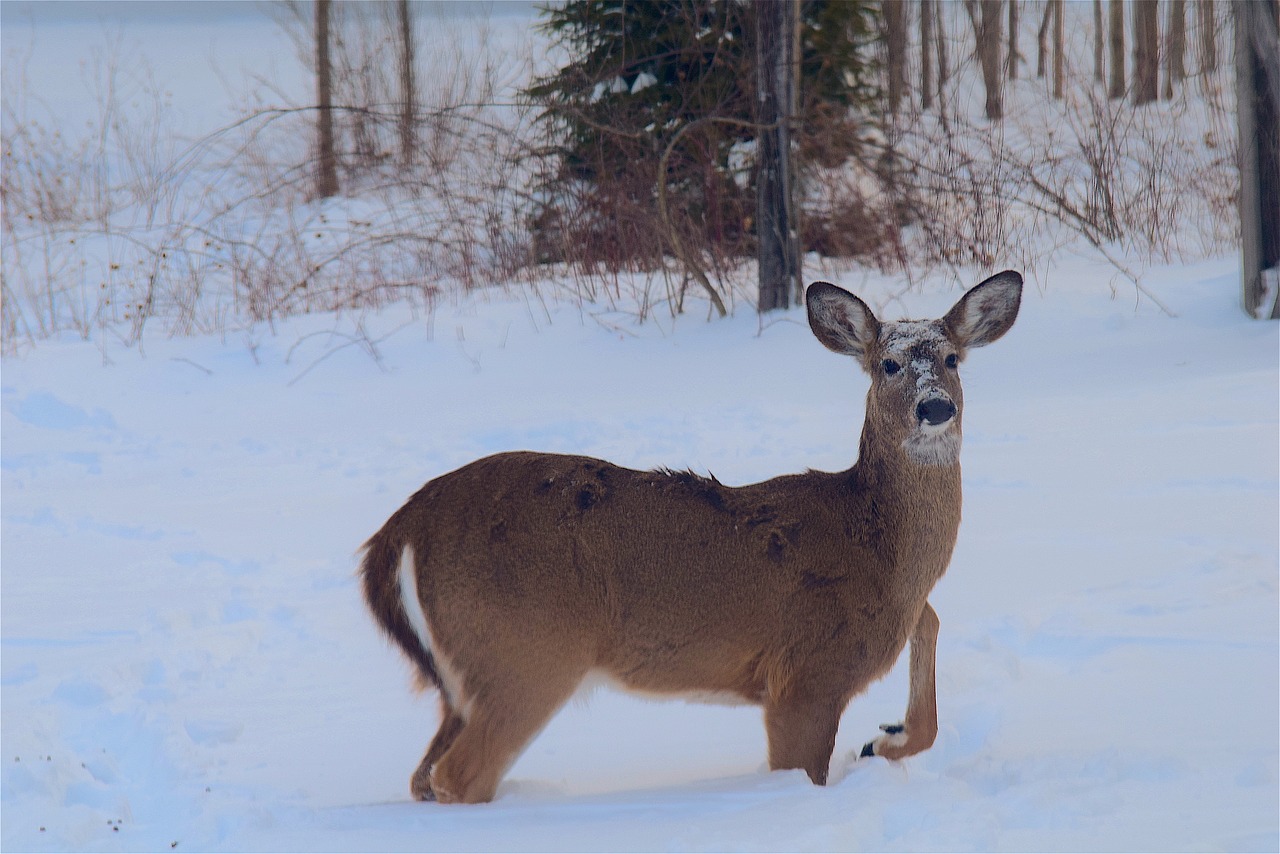 Image - deer snow beautiful animal winter