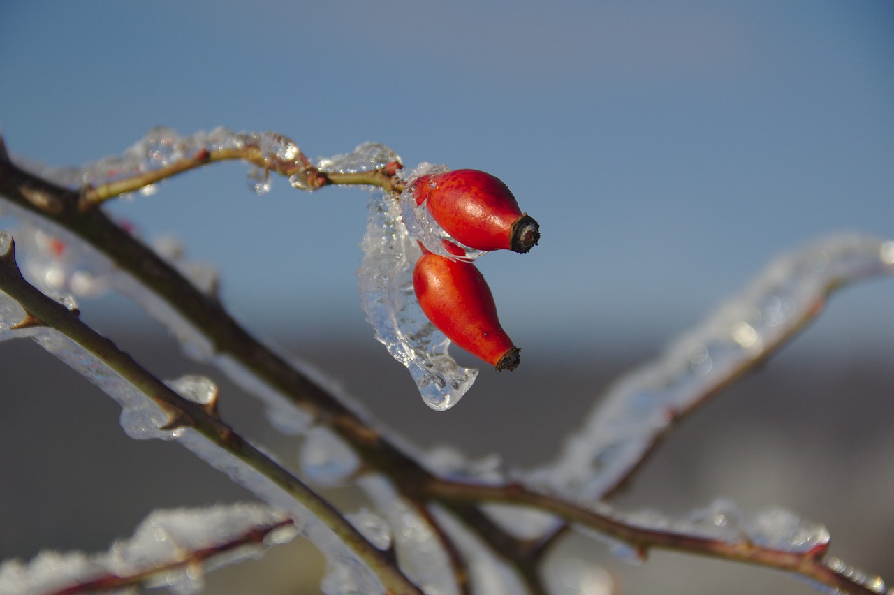 Image - rose hip winter wintry cold frozen