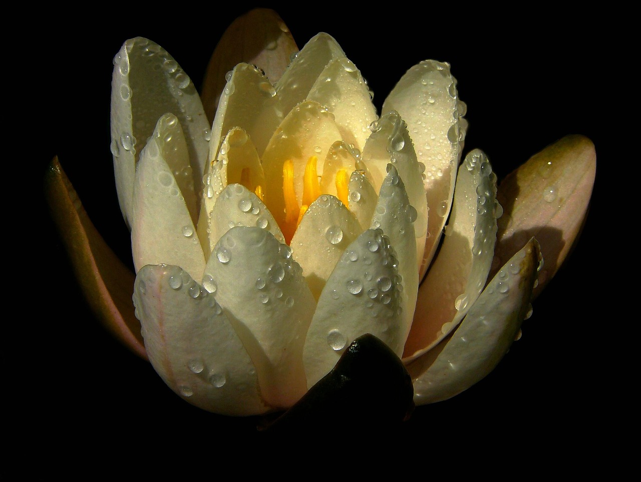 Image - water lily nuphar lutea