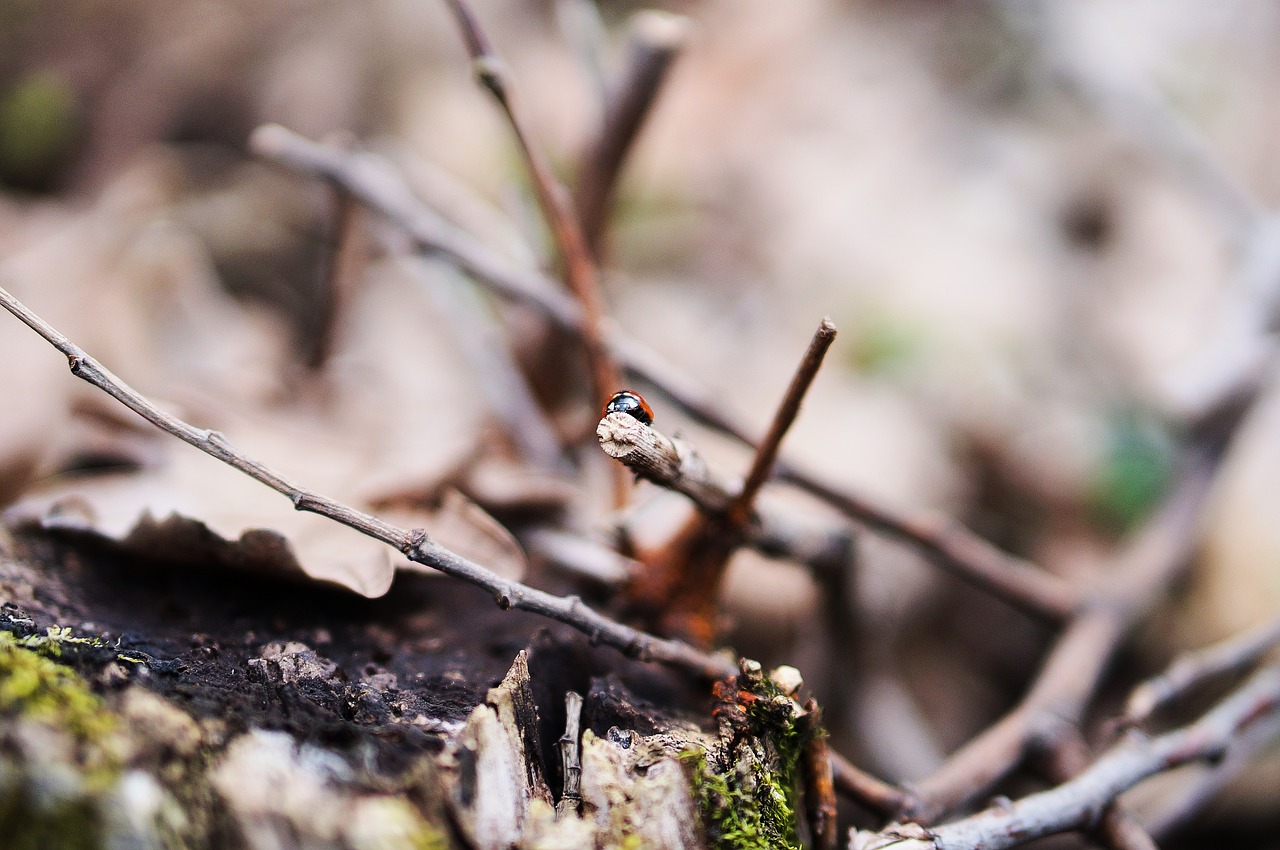 Image - ladybug bokeh insects nature