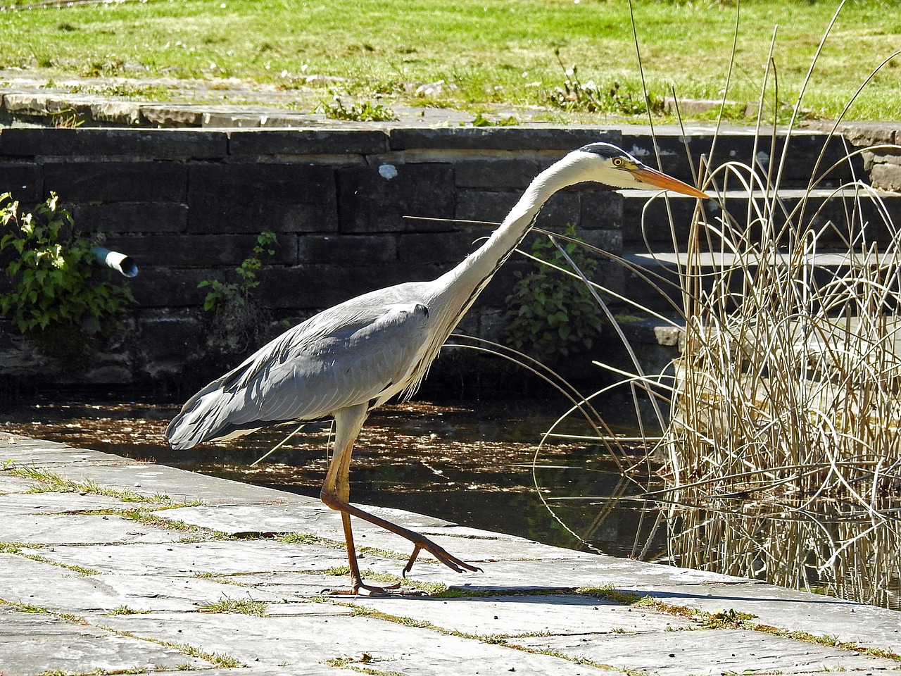 Image - heron fish eater grey heron eastern