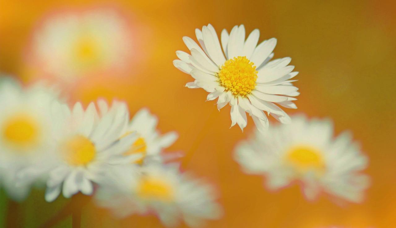 Image - texture background daisy