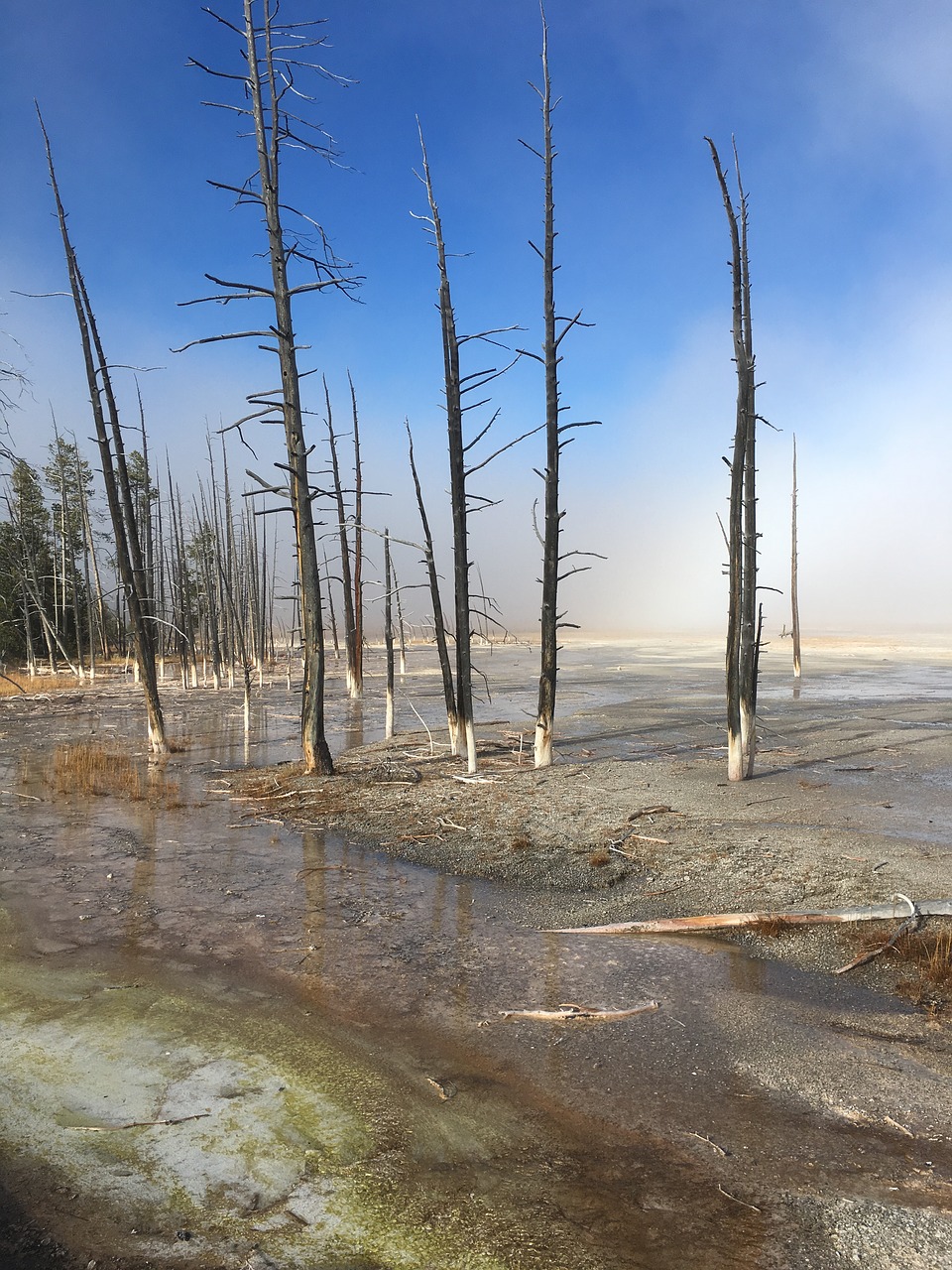 Image - yellowstone trees national park