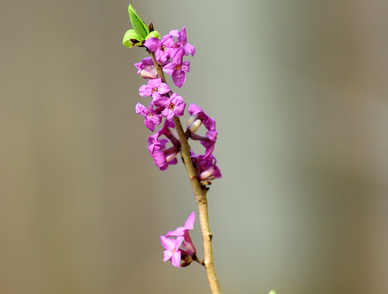 Image - the first daphne spring march