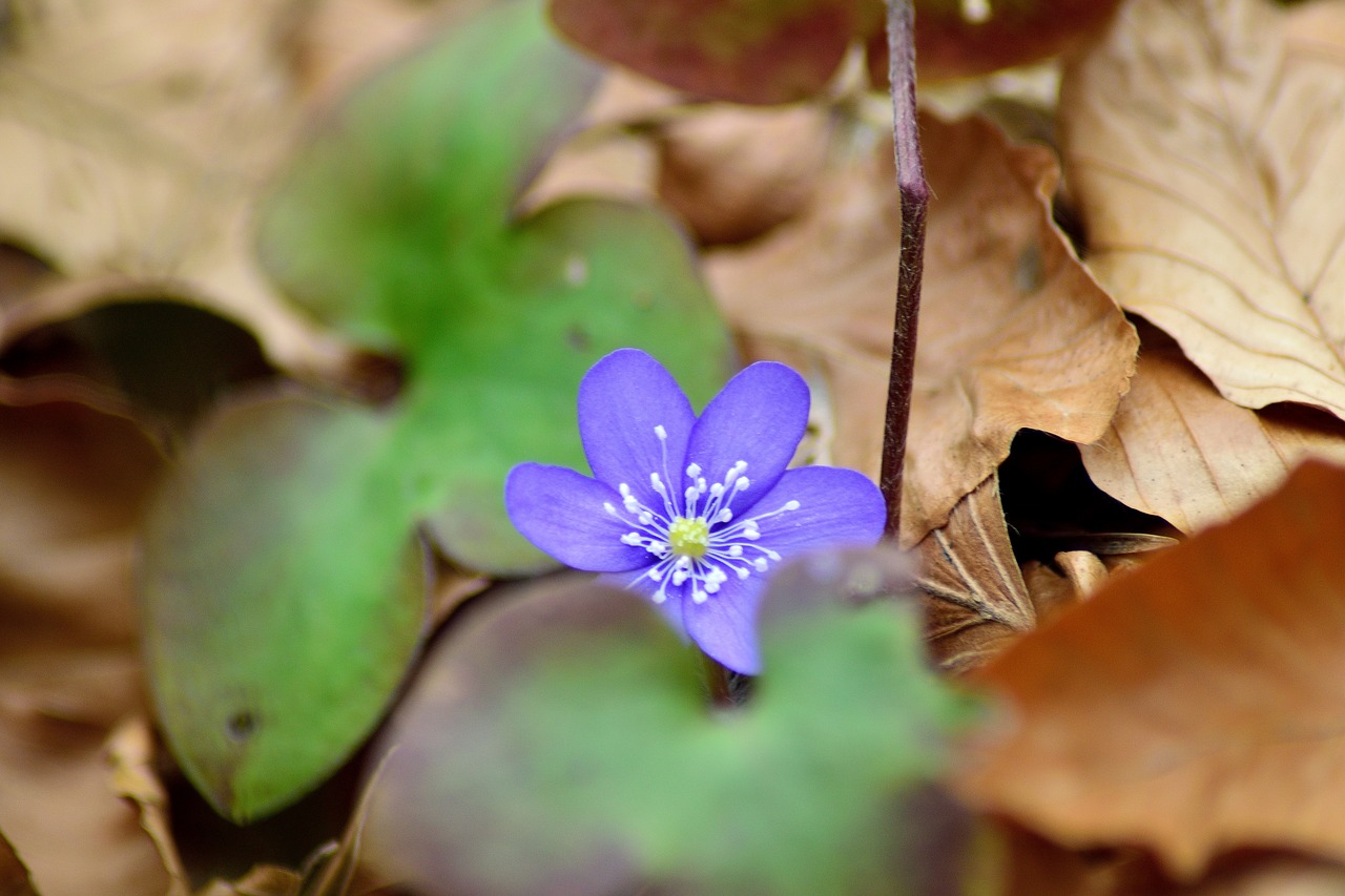 Image - first of all liverworts spring march