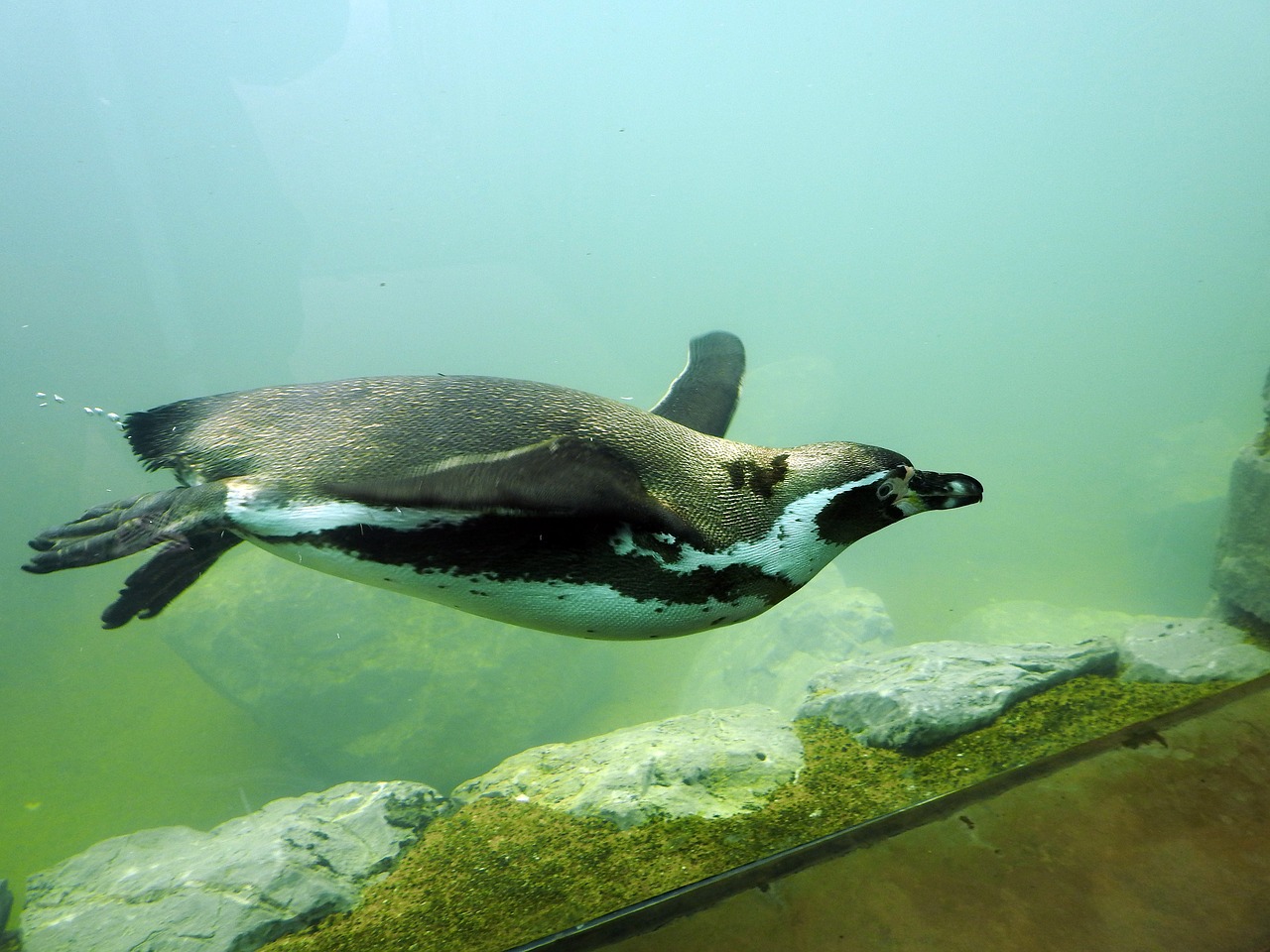 Image - penguin humboldt penguin diving