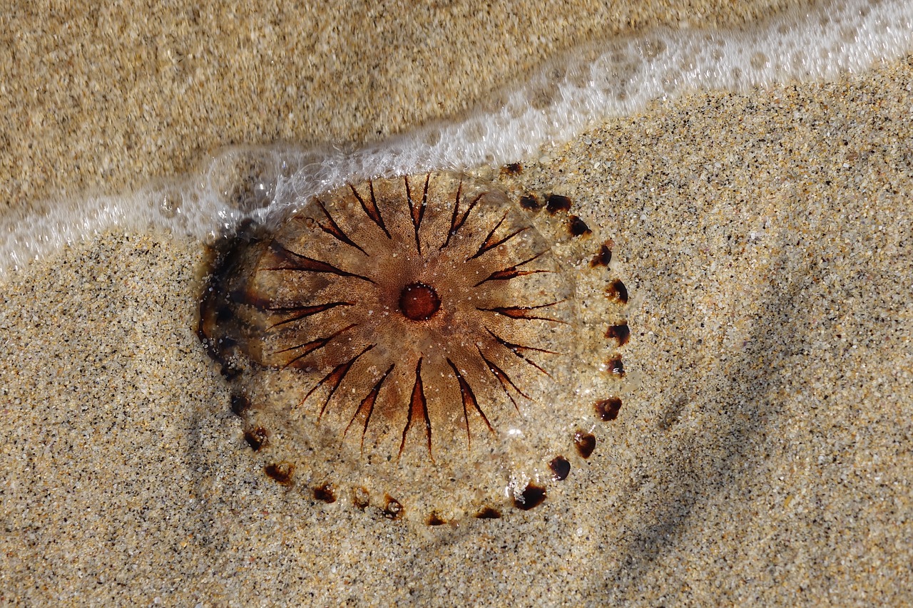 Image - jellyfish animals beach