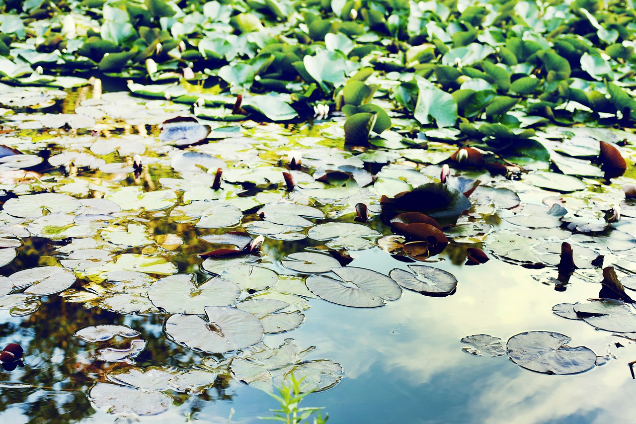 Image - pond water green floating pondweed