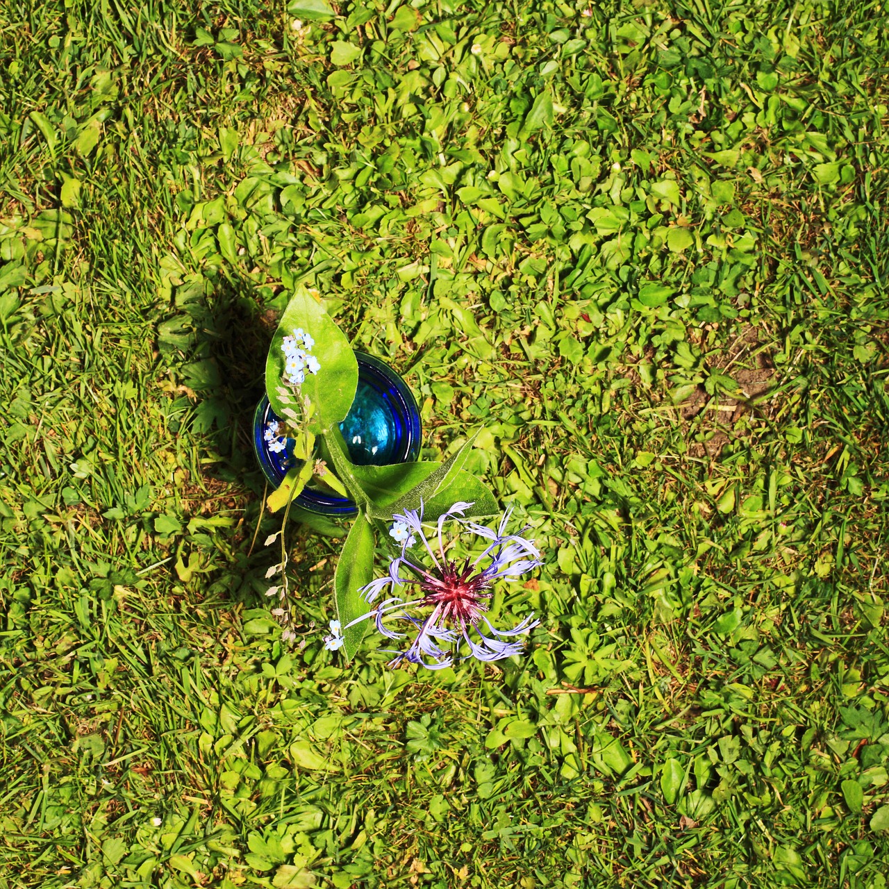Image - flower from above grass close