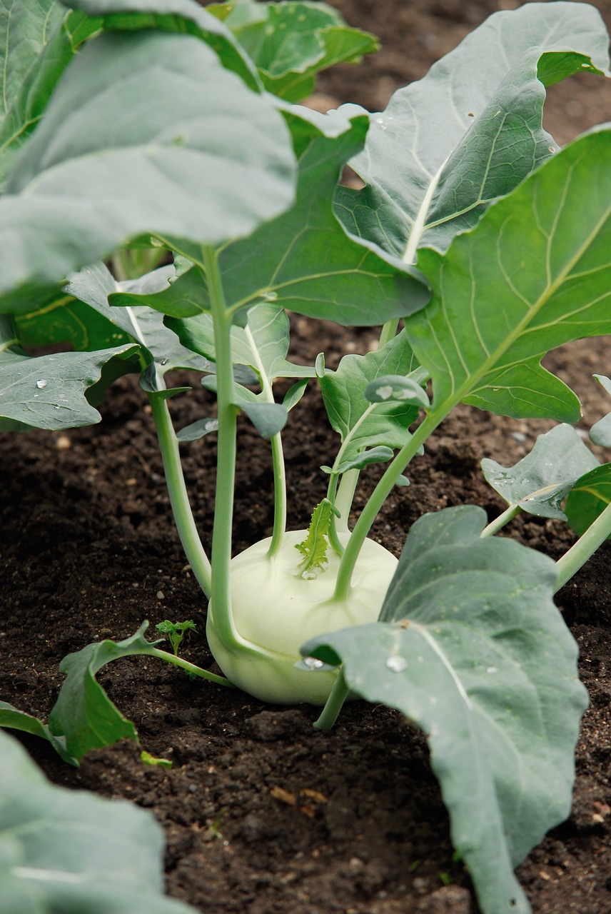 Image - radish vegetable patch vegetables