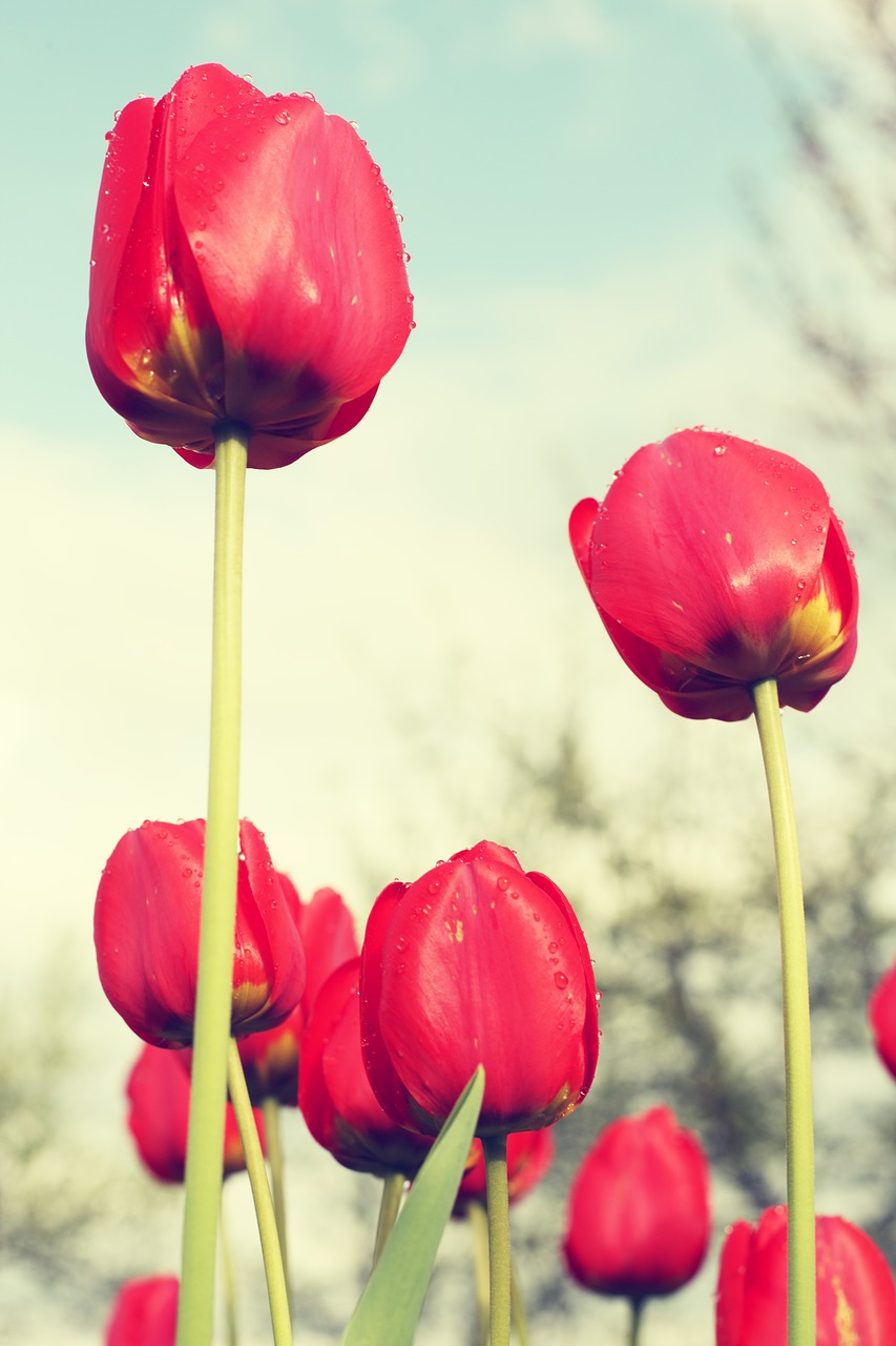 Image - red tulips field flowers sad