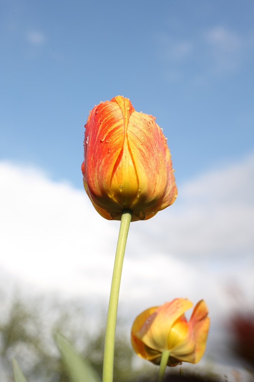 Image - tulip gelbrot red yellow nature