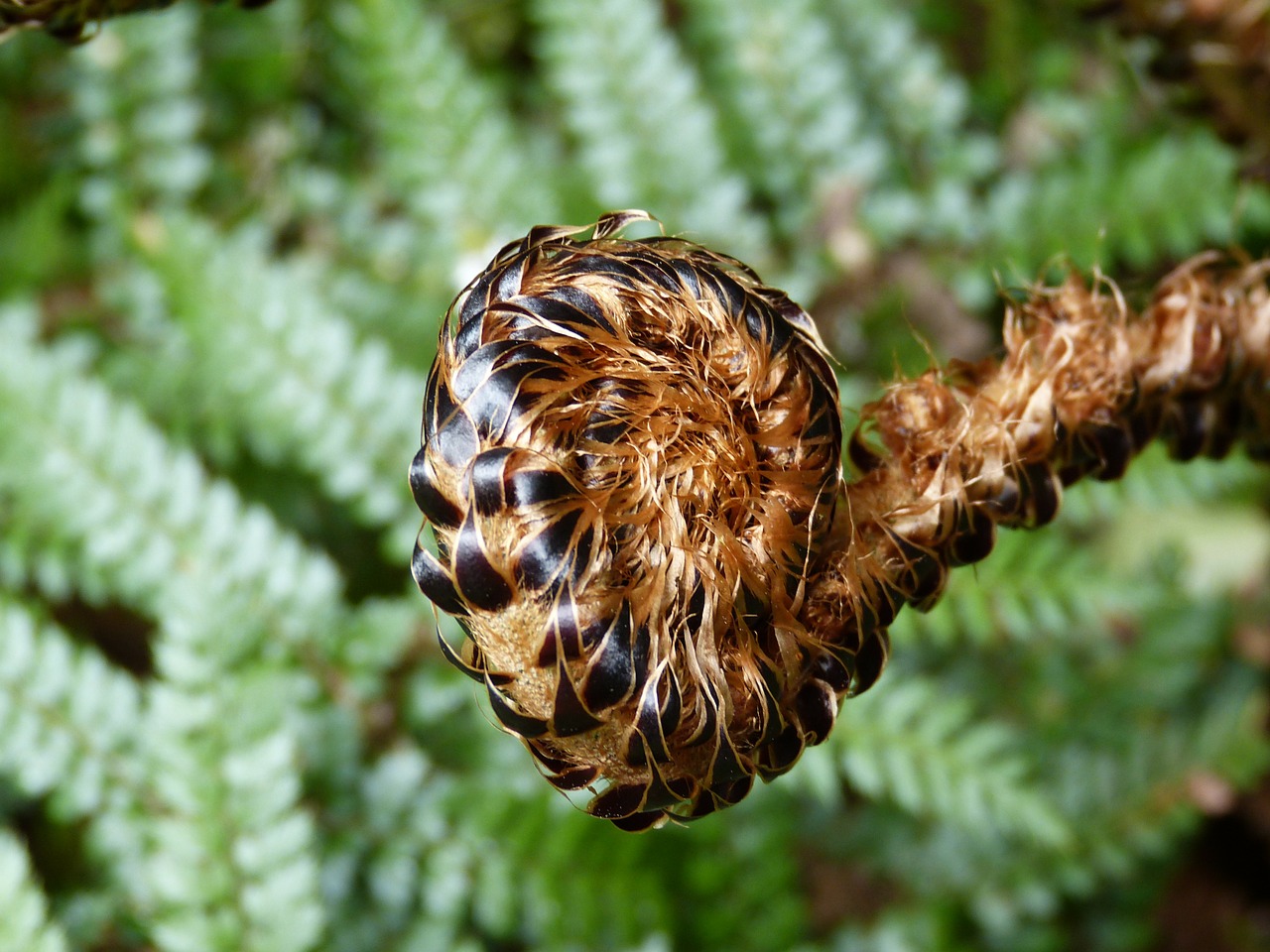 Image - fern green plant forest leaf