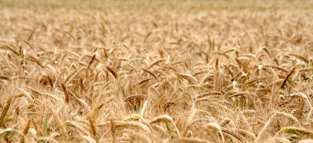 Image - cornfield wheat field cereals wheat