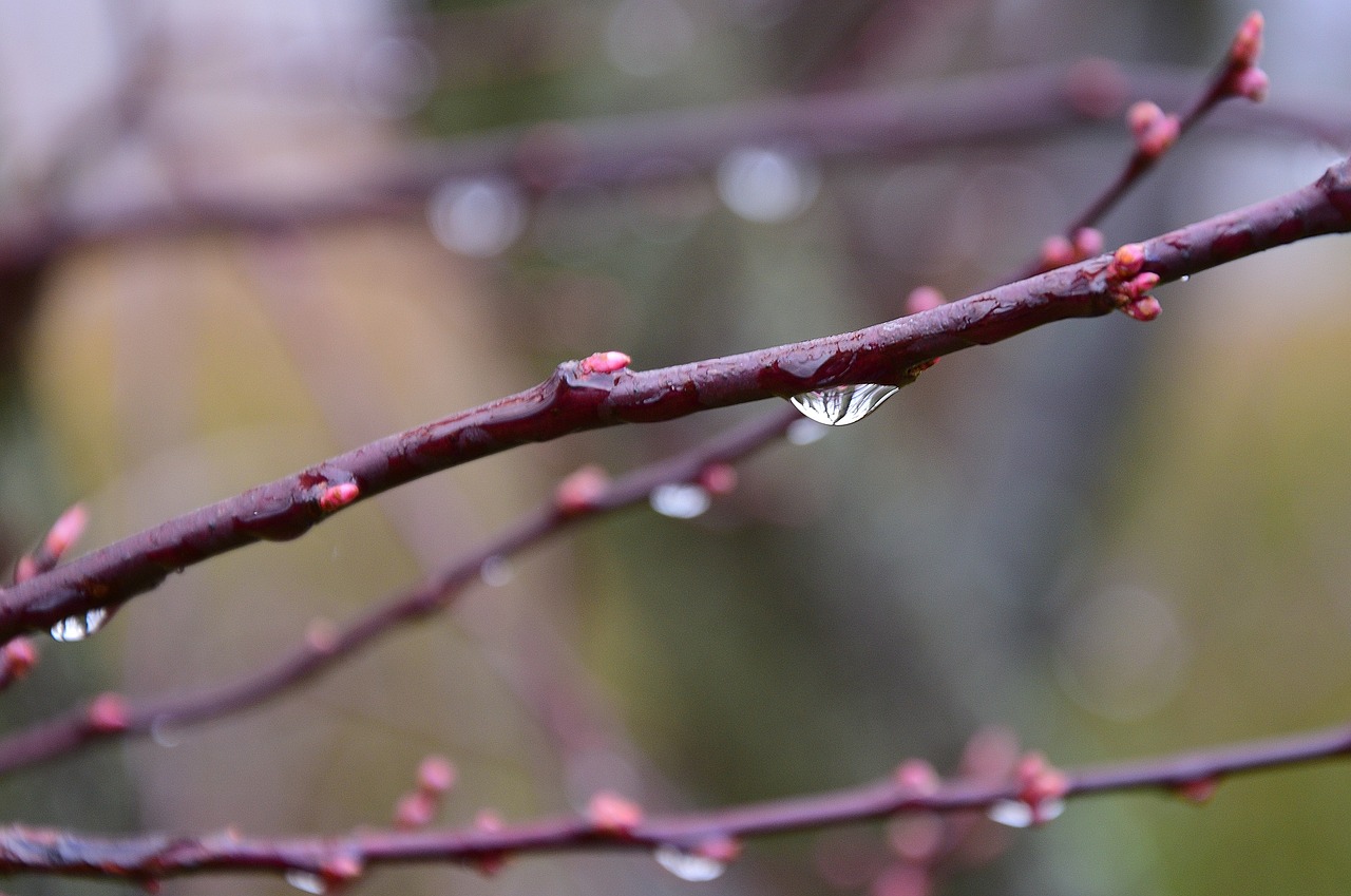 Image - buds blood cherry drop of water
