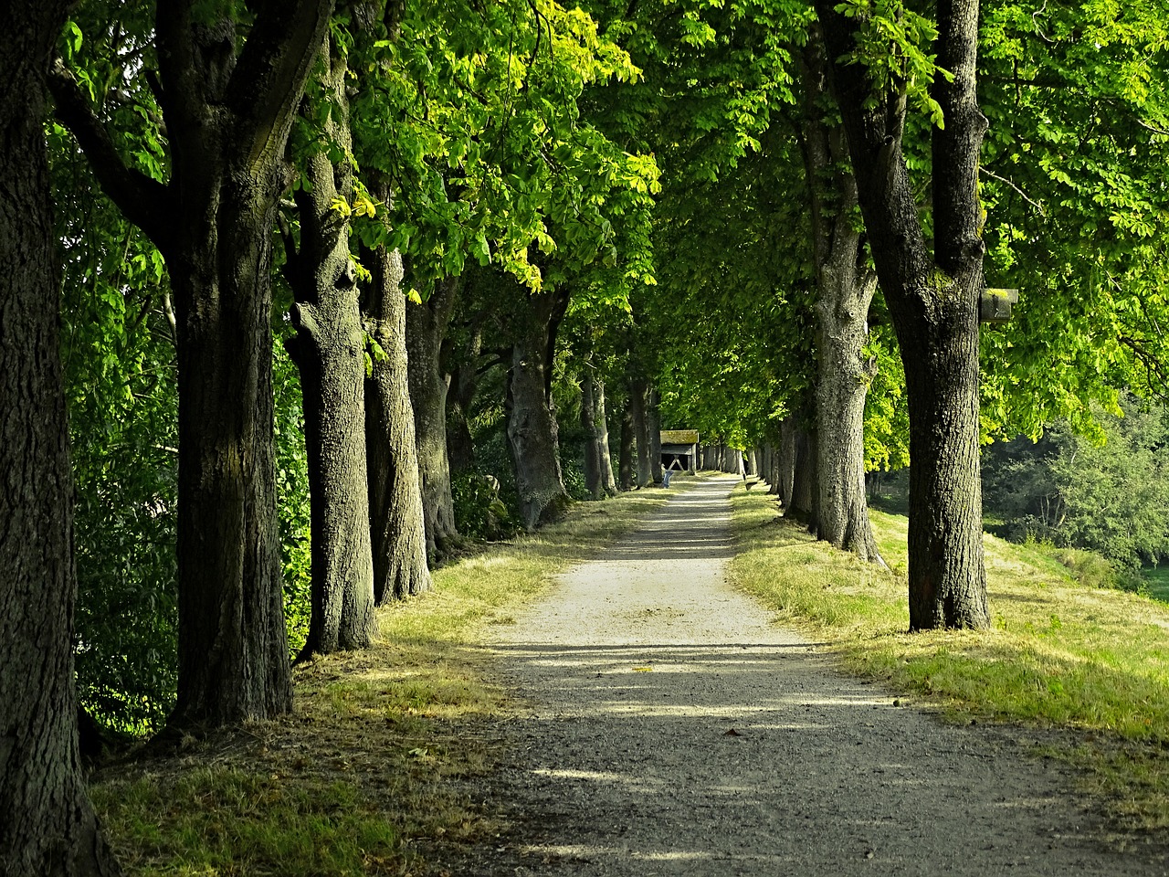 Image - avenue chestnut avenue trees