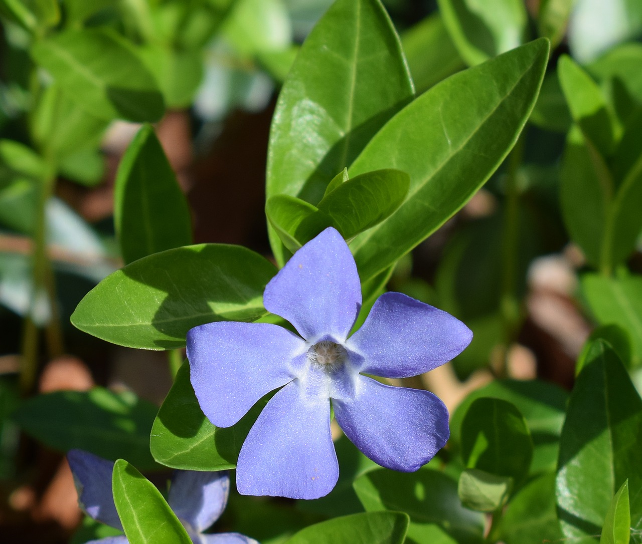 Image - periwinkle blossom flower bloom