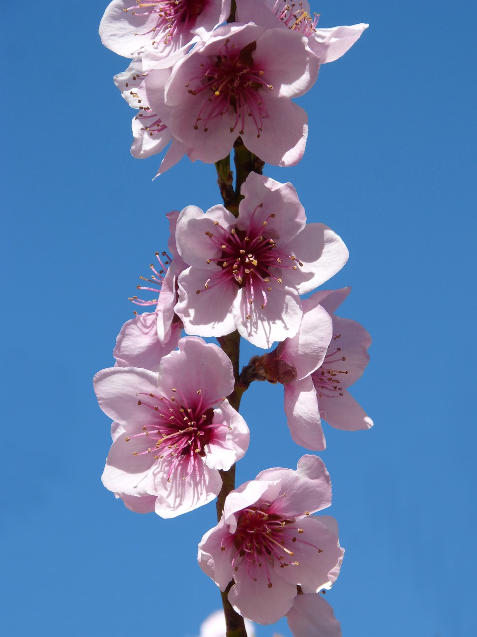 Image - fárbol fruity flowering tree