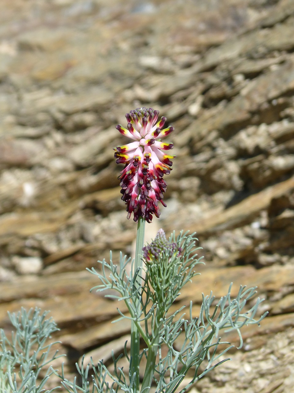 Image - wild flower rock beauty spring