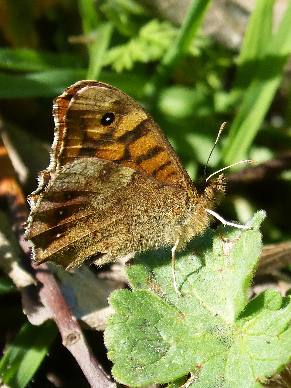 Image - butterfly saltacercas margenera