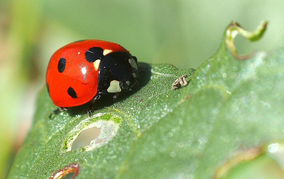 Image - insect ladybug macro nature