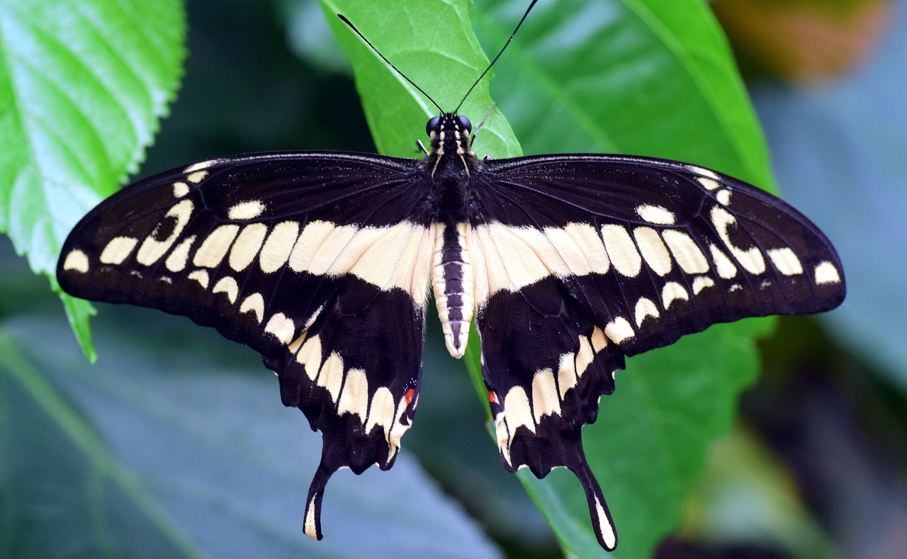 Image - dovetail papilio machaon butterfly