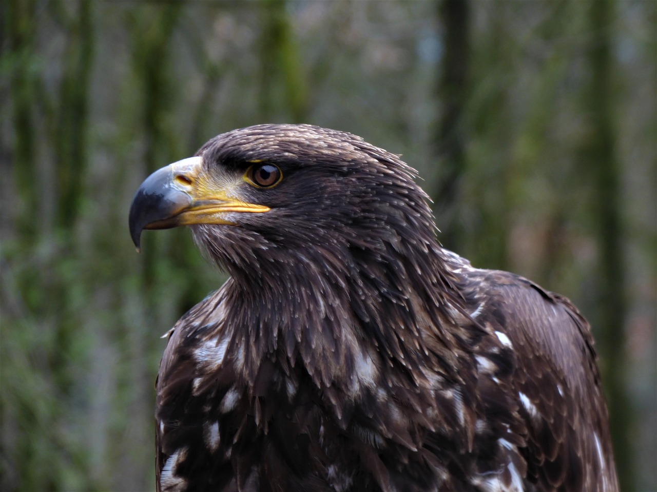 Image - steppe eagle adler head eye close