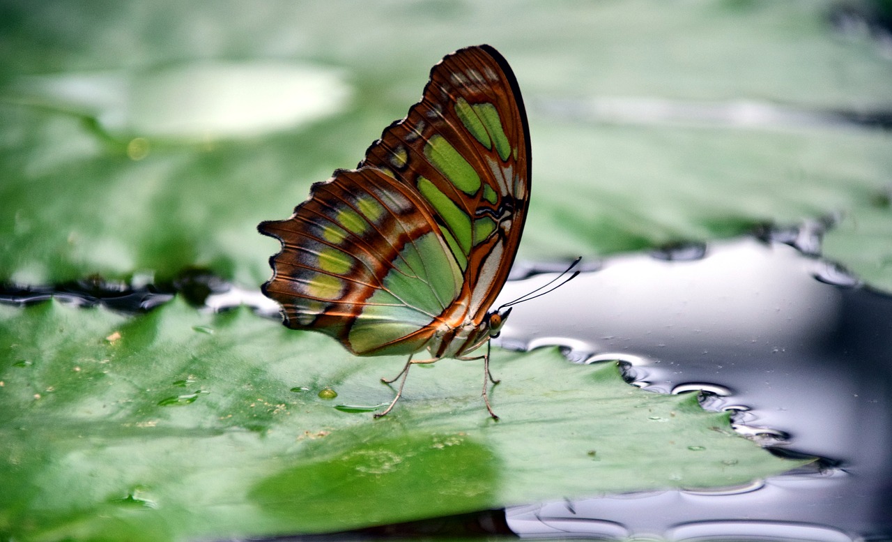 Image - malachite spirotea steles