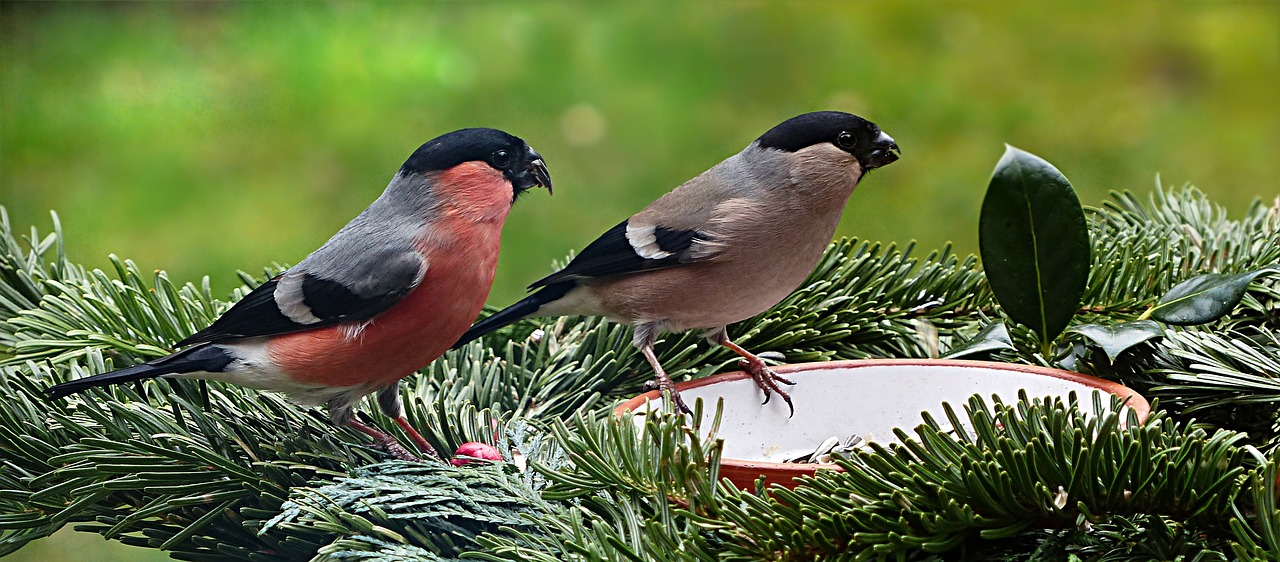 Image - bird bullfinch couple pyrrhula