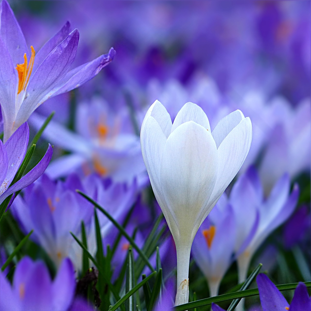 Image - flower crocus blue white close