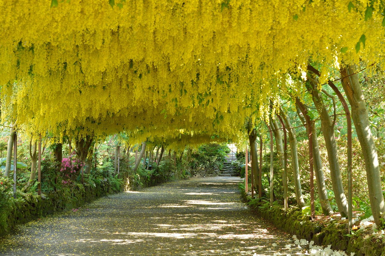 Image - laburnum arch flowers