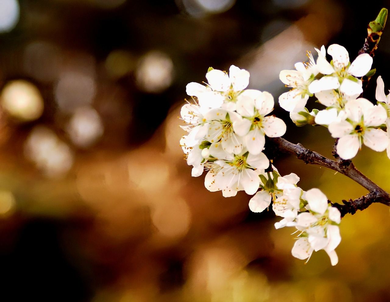 Image - spring flowers white flowers plum