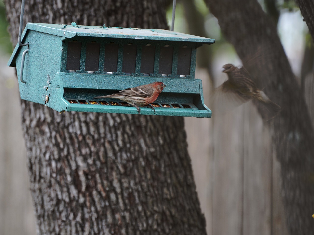 Image - house finch feeder bird avian red