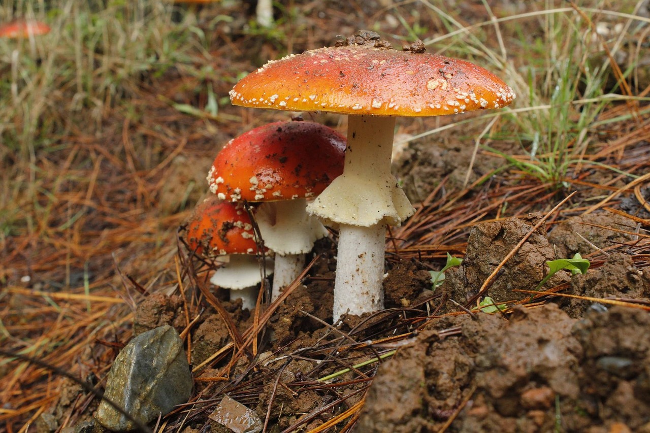 Image - fungus forest mushroom wild
