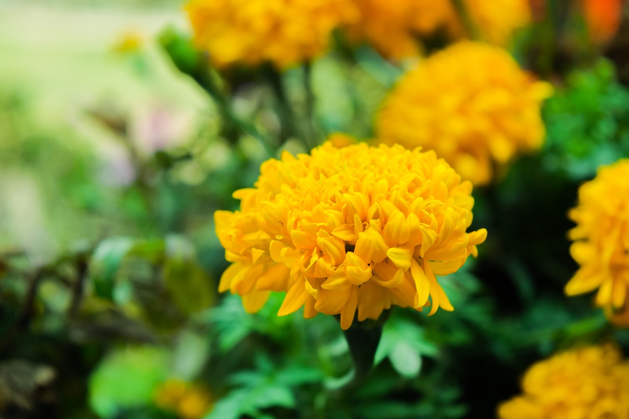 Image - khmer flower asia