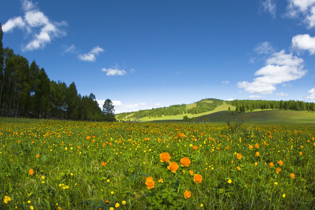 Image - spring flowers meadow buttercup