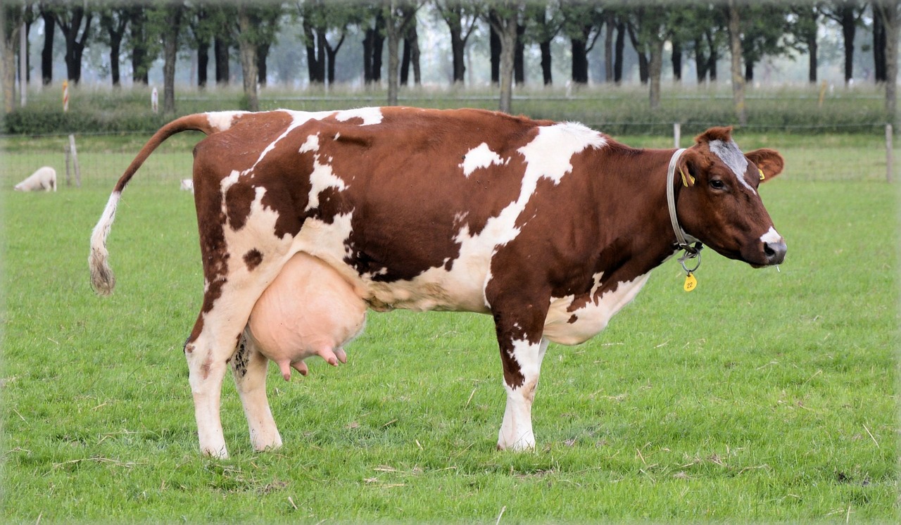 Image - cow farm animal cattle milk rural