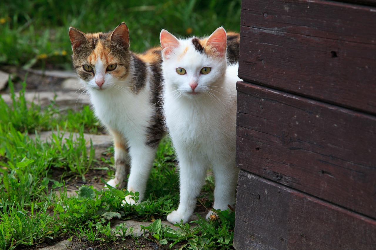 Image - animal cat couple curious cute