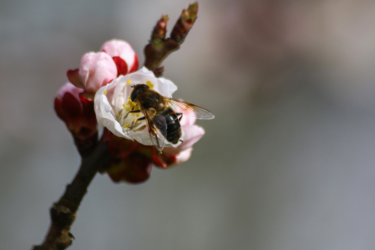 Image - bee pollen beekeeping forage