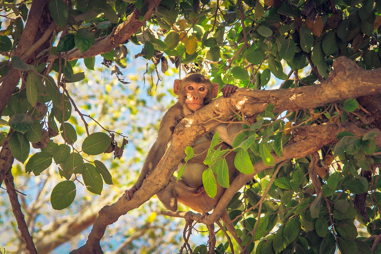 Image - monkey animal exotic zoo wild