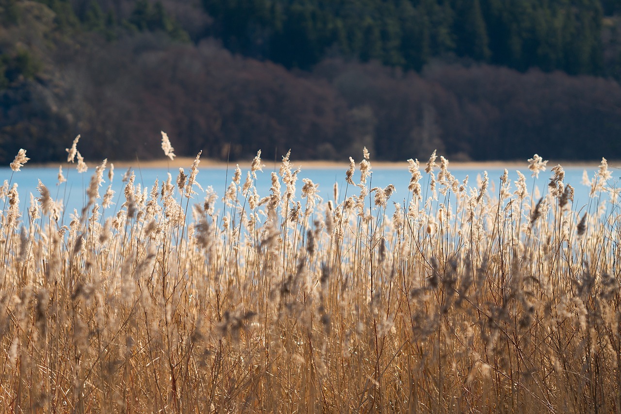 Image - reed sun nature light sunlight