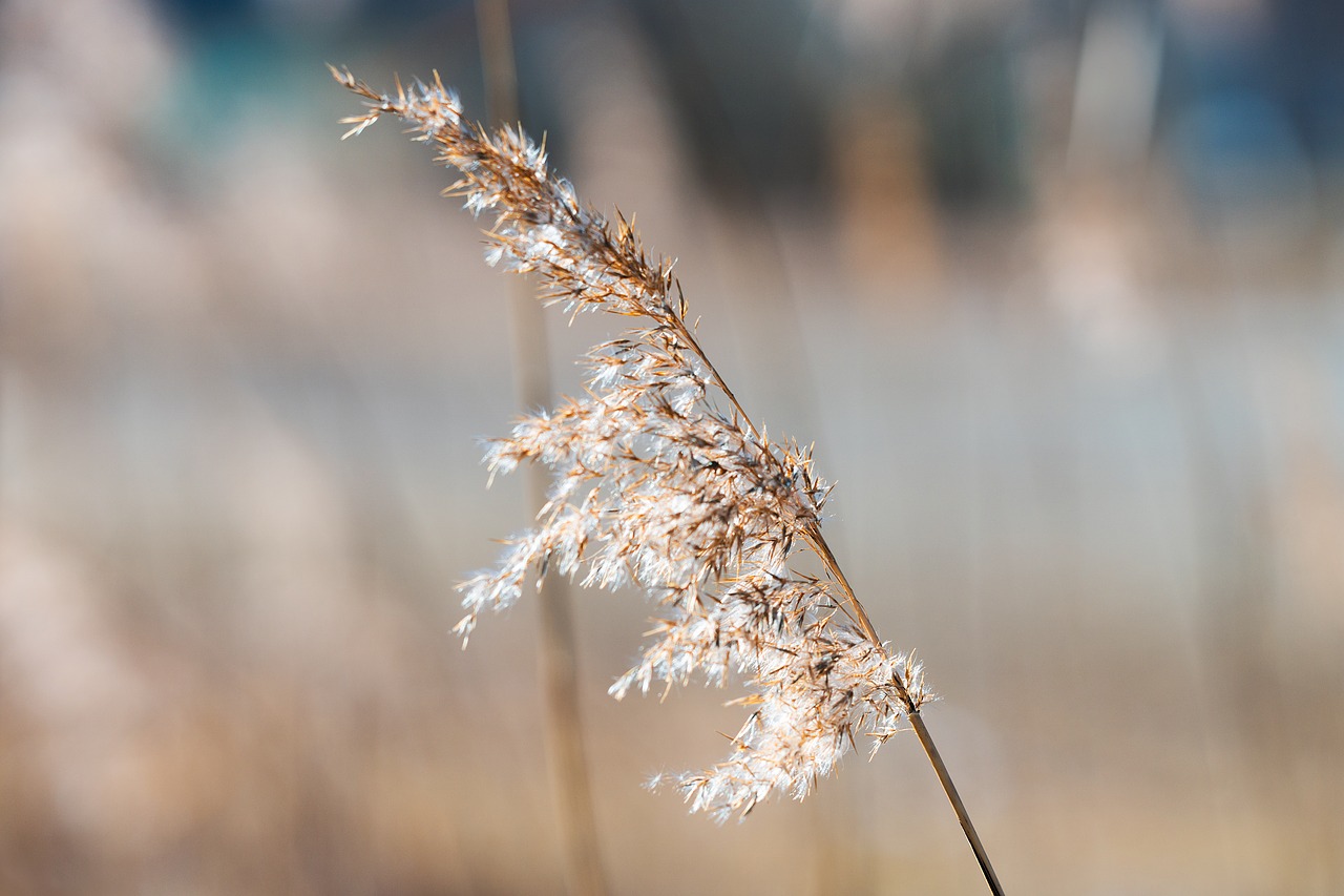 Image - reed sun nature light sunlight